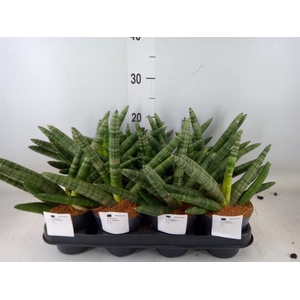 Sansevieria cyl.  ...