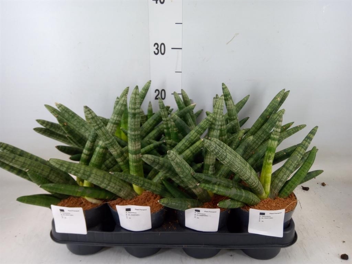 <h4>Sansevieria cyl.  ...</h4>