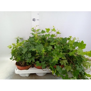Hedera helix 'Brigitte'