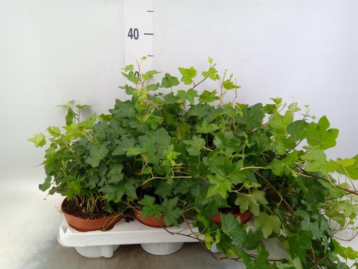 <h4>Hedera helix 'Brigitte'</h4>