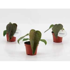 Anthurium blad