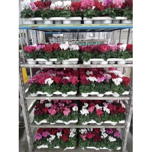 Cyclamen KL 'Verano'