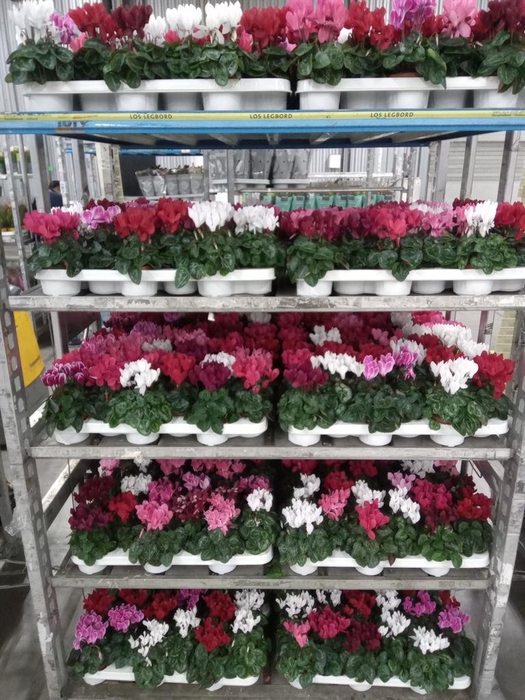 <h4>Cyclamen KL 'Verano'</h4>