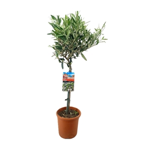 Olea europaea