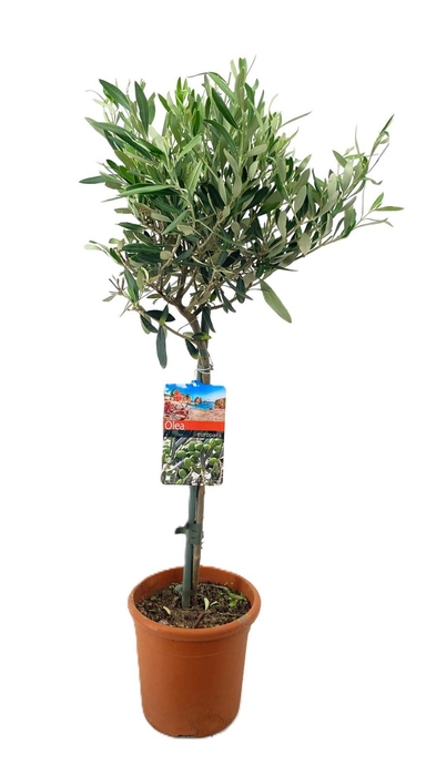 <h4>Olea europaea</h4>