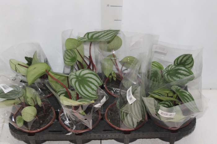 <h4>PEPEROMIA MELANCIA C13</h4>