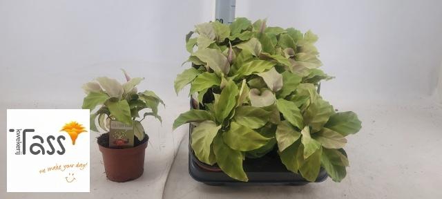 <h4>CALAT FUSION YELLOW</h4>