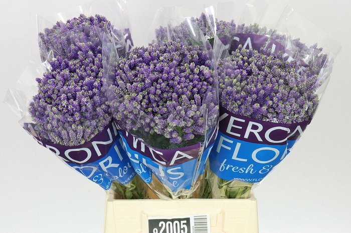 <h4>Veronica Spray Fountain X 20</h4>