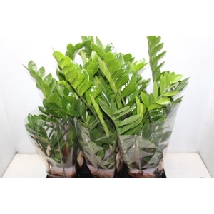 ZAMIOCULCAS P17