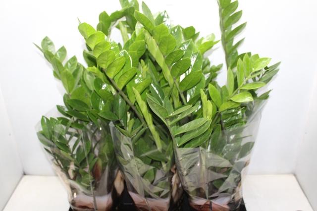 <h4>ZAMIOCULCAS P17</h4>