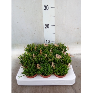 Rhipsalis   ...mix