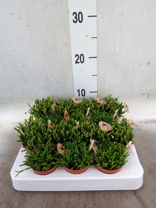 <h4>Rhipsalis   ...mix</h4>