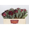 Protea Barbigera Ruby Princess Air