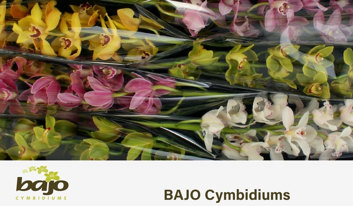<h4>CYMB T GEM</h4>