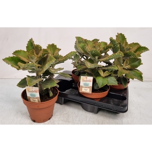 KALANCHOE BEHARENSIS