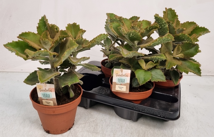 <h4>KALANCHOE BEHARENSIS</h4>