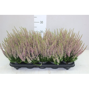 Calluna Beauty Ladies Roze