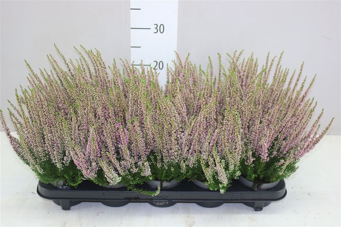 <h4>Calluna Beauty Ladies Roze</h4>