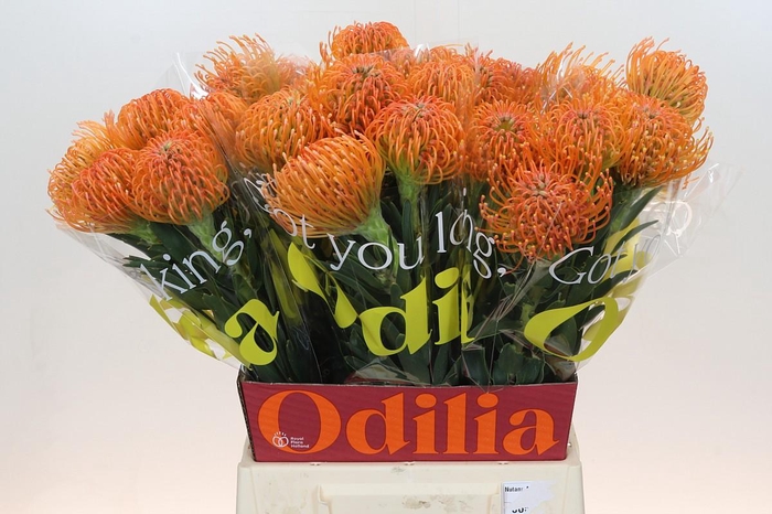 <h4>Nutans Ayoba Peach</h4>