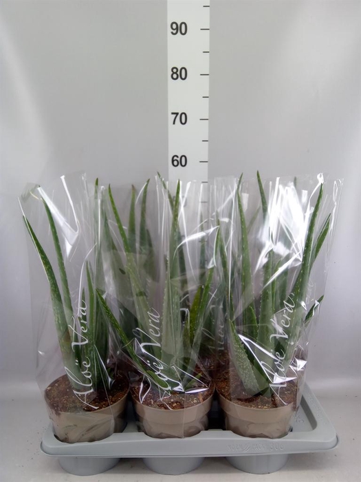 <h4>Aloe vera</h4>