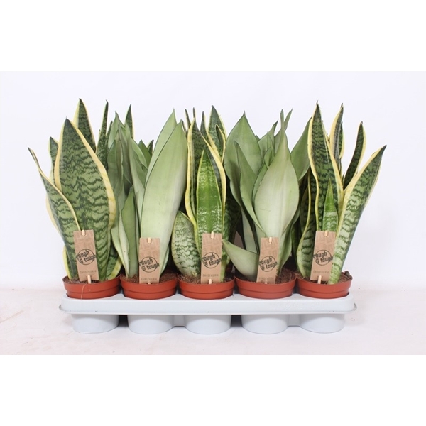 <h4>Sansevieria mix</h4>