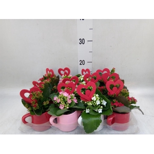 Kalanchoe   ...
