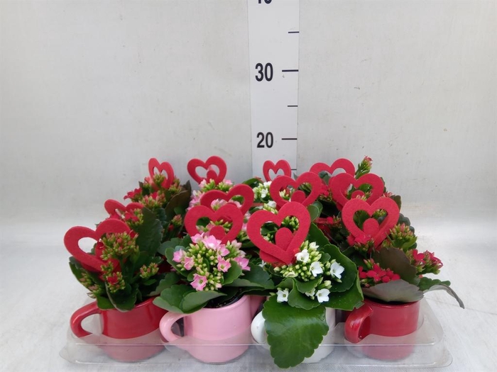 <h4>Kalanchoe   ...</h4>