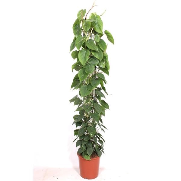 <h4>Philodendron scandens</h4>