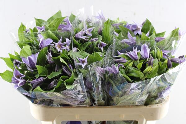 <h4>Clematis Star River L 70</h4>