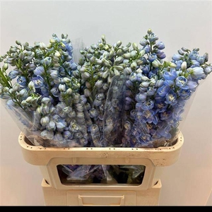 DELPH DU GUARD LAVEN