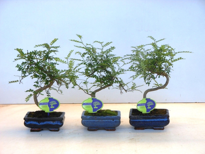 <h4>Zanthoxylum piperitum, 15cm., shape, without dip tray</h4>