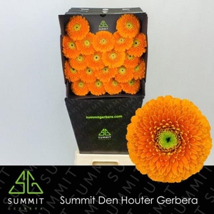 Ge Mi Pomponi Rajaraja Diamond Summit