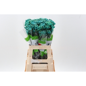 Di St Klb Ocean Green Funza