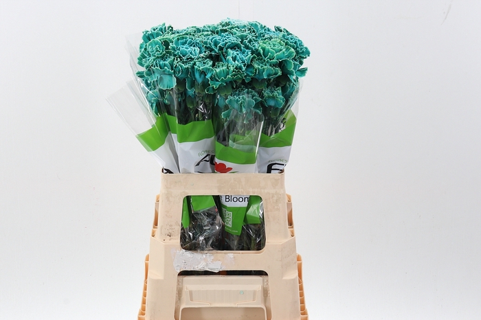 <h4>Di St Klb Ocean Green Funza</h4>
