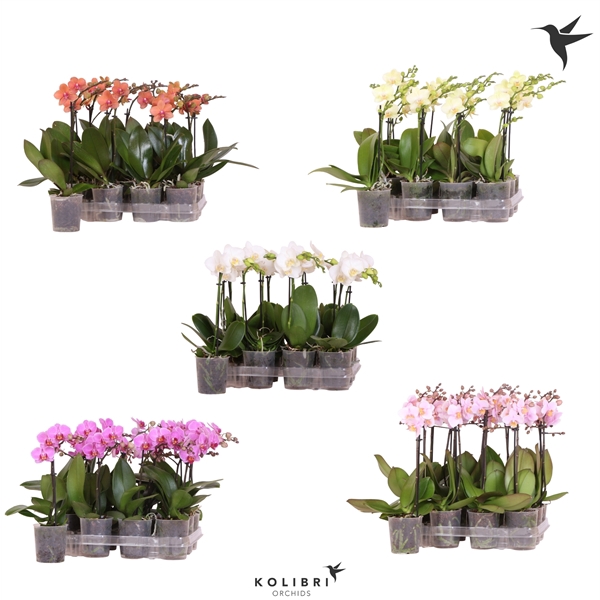 <h4>Kolibri Orchids Phalaenopsis 1 spike No label</h4>