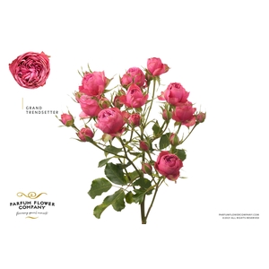 Rosa Spray Grand Trendsetter
