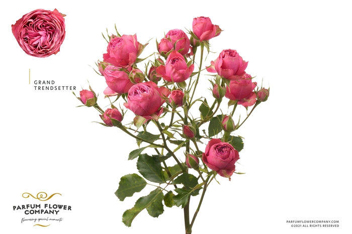 <h4>Rosa Spray Grand Trendsetter</h4>