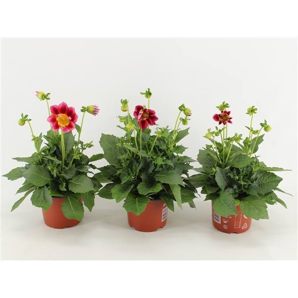 <h4>Dahlia Summerbees Red Bicolor</h4>