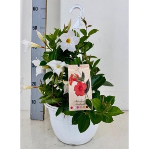 Mandeville Sundaville White