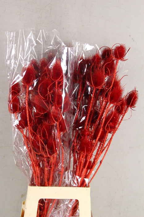 <h4>DF Dipsacus Red Bs 130g</h4>
