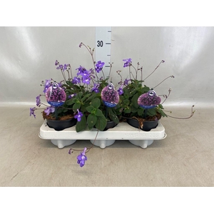 Streptocarpus saxorum