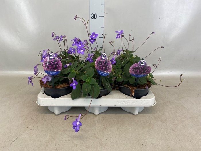 <h4>Streptocarpus saxorum</h4>