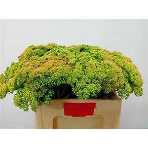 Sedum Spectabile