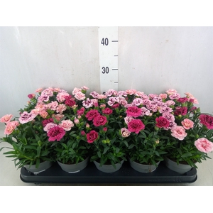Dianthus  'Trixi Oscar'