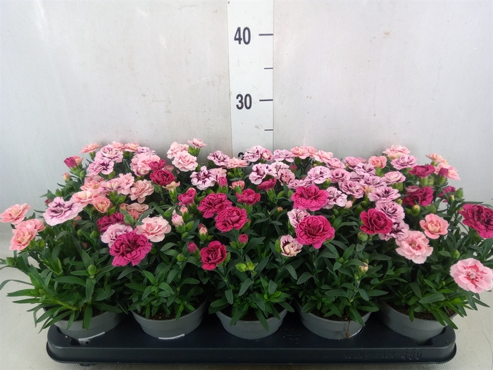<h4>Dianthus  'Trixi Oscar'</h4>