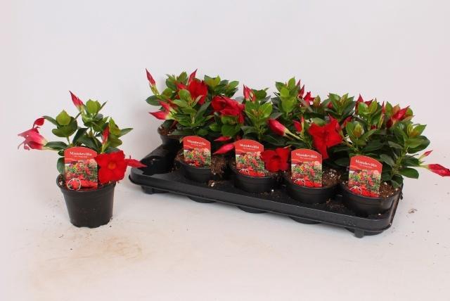 <h4>MANDE RIO DARK RED</h4>