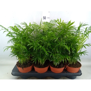 Chamaedorea elegans