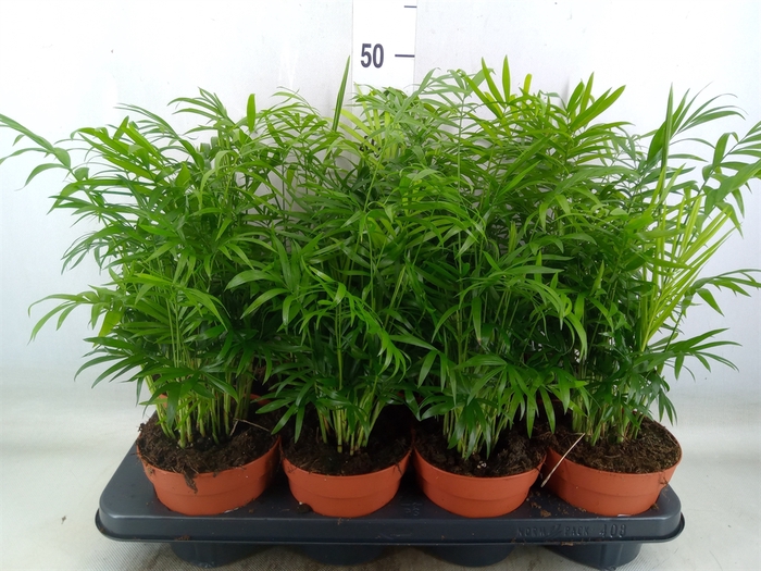 <h4>Chamaedorea elegans</h4>