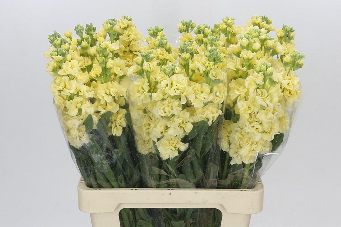 <h4>Matthiola Iron Yellow</h4>