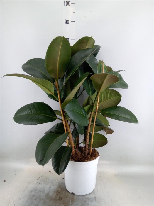 <h4>Ficus   ...</h4>